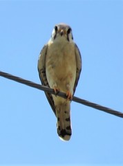 Falco sparverius paulus