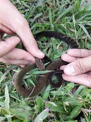 Dendrophidion percarinatum