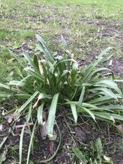 Scilla siberica