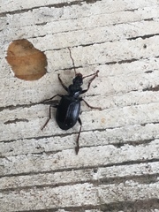 Limodromus