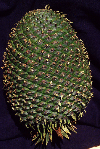 Paraná Araucaria