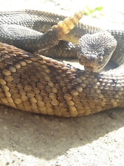 Crotalus durissus