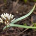 Allium tolmiei - Photo (c) Brent Miller, algunos derechos reservados (CC BY-NC-ND)