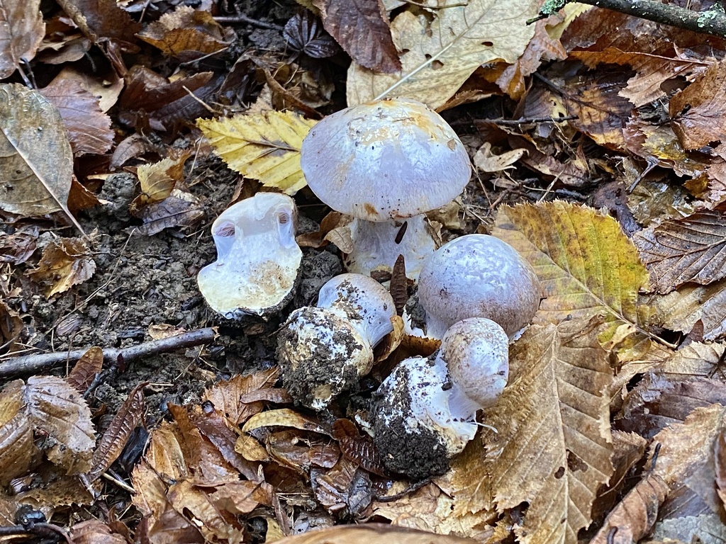 Phlegmacium mairei