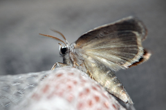 Scythrophanes stenoptera