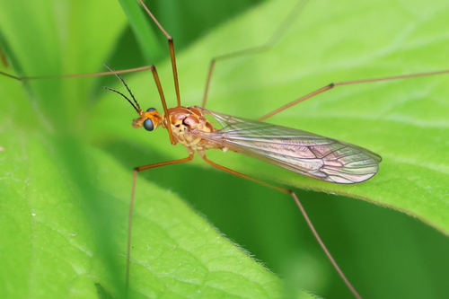 Nephrotoma brevipennis