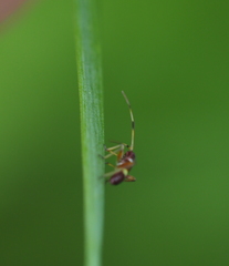 Closterotomus biclavatus