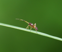 Closterotomus biclavatus