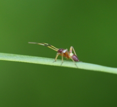 Closterotomus biclavatus