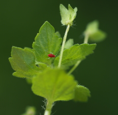 Orthonotus rufifrons