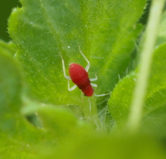 Orthonotus rufifrons