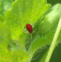 Orthonotus rufifrons