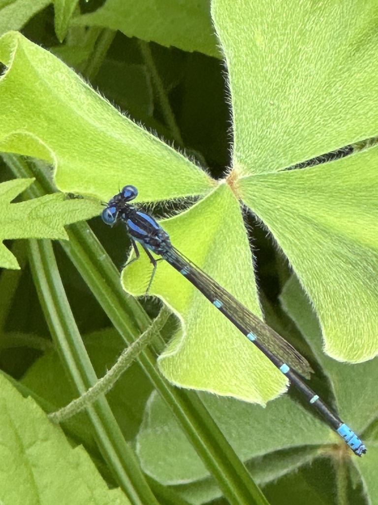 Blue-ringed Dancer from Peace Dr, Frisco, TX, US on May 24, 2024 at 03: ...
