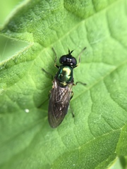 Chloromyia