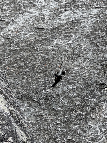 iNaturalist observation photo of Western Fence Lizard