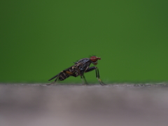 Pherbellia annulipes