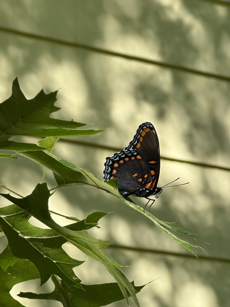 Redspotted Admiral from Poor Farm Rd, Pennington, NJ, US on May 24