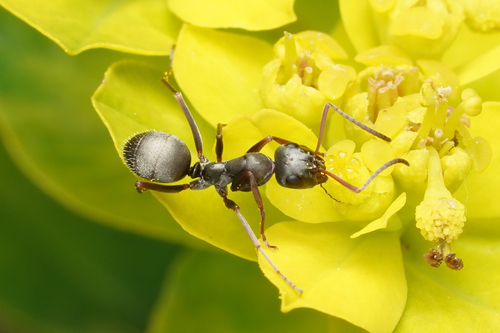 Formica decipiensFormica decipiens