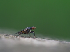 Pherbellia annulipes