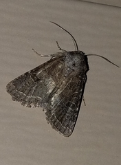 Orthosia hibisci