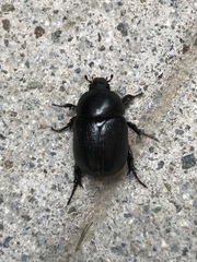 Pentodon bidens punctatus