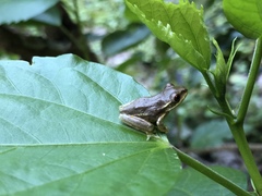 Osteopilus septentrionalis