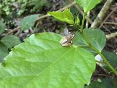 Osteopilus septentrionalis