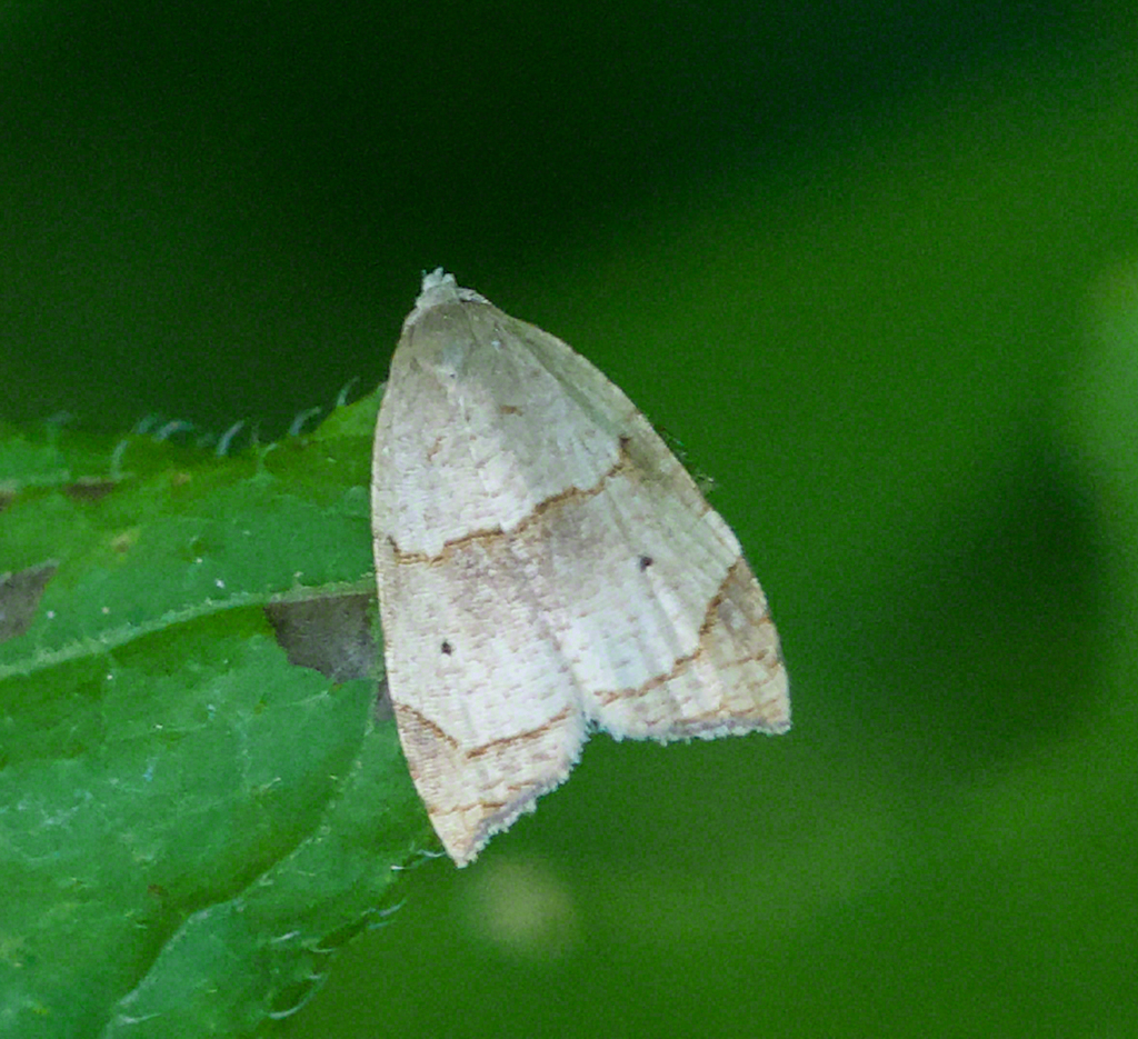 Batman Moth from Powhatan County, VA, USA on May 24, 2024 at 05:10 PM ...