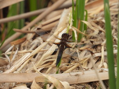 Libellula angelina