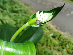 Aeschrocoris ceylonicus