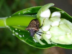 Aeschrocoris ceylonicus