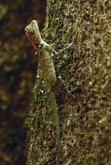 Calotes versicolor