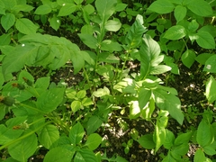 Psephellus hypoleucus