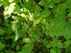 Psephellus hypoleucus