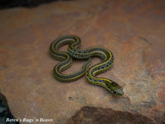 Plains Garter Snake photo 2