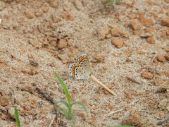 Plebejus argyrognomon