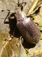 Andocamaria formosana