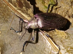Andocamaria formosana