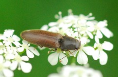 Athous haemorrhoidalis