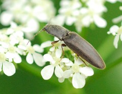 Athous haemorrhoidalis