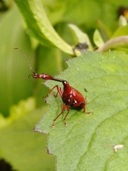 Paratrachelophorus nodicornis