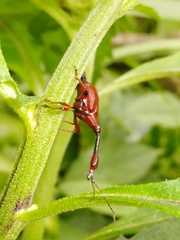 Paratrachelophorus nodicornis