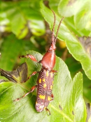 Baryrhynchus poweri