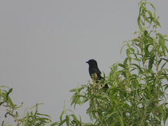 Dicrurus macrocercus