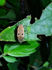 Physopelta quadriguttata