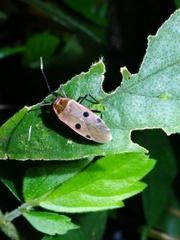 Physopelta quadriguttata