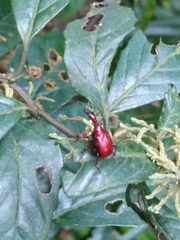 Paratrachelophorus nodicornis
