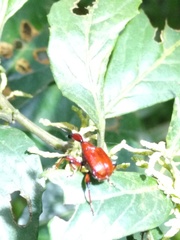 Paratrachelophorus nodicornis