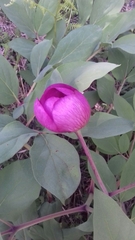 Paeonia mascula
