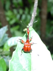 Paratrachelophorus nodicornis